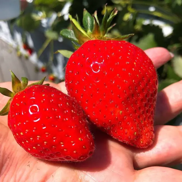 かたのいちご園