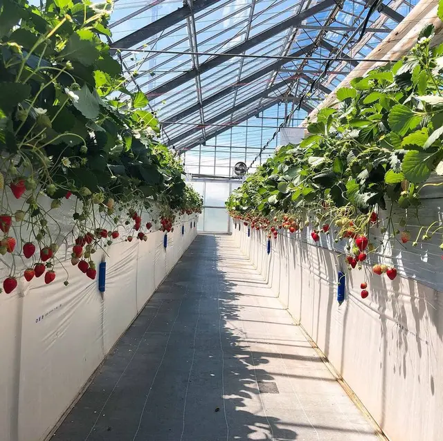 かたのいちご園