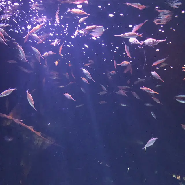 サンシャイン水族館