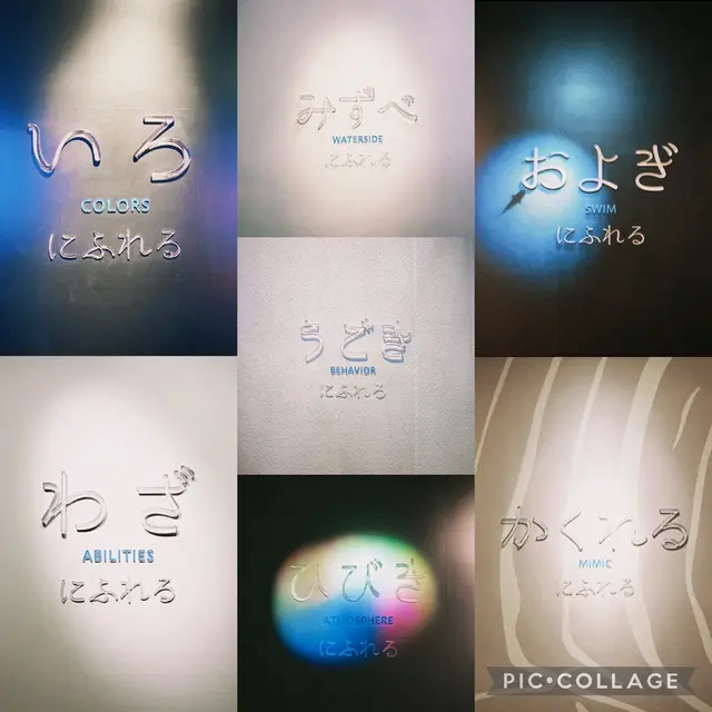 ニフレル