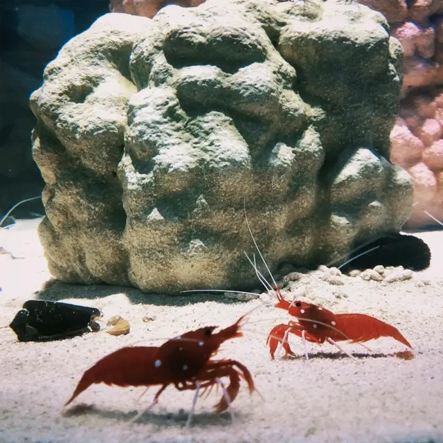 ニフレル