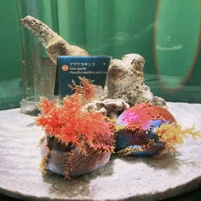 ニフレル