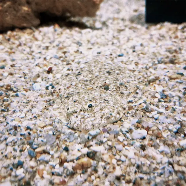 ニフレル