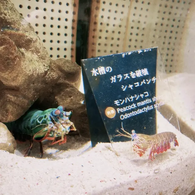 ニフレル