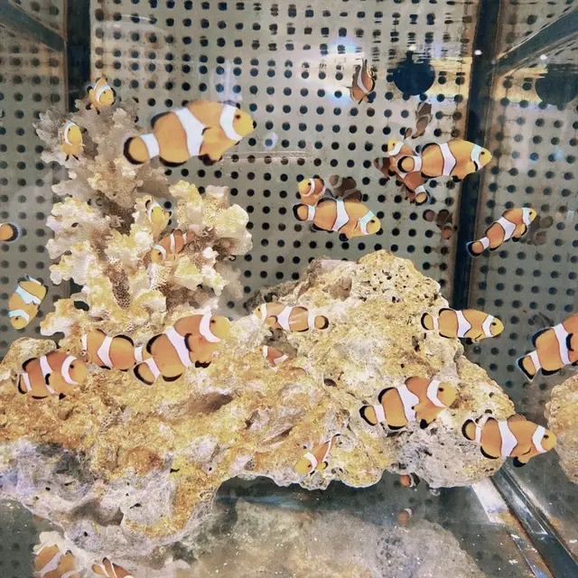 ニフレル