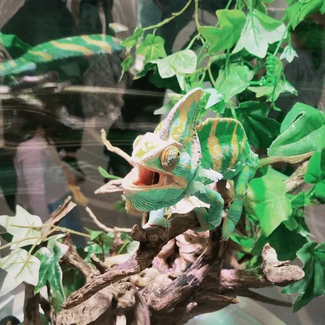 ニフレル