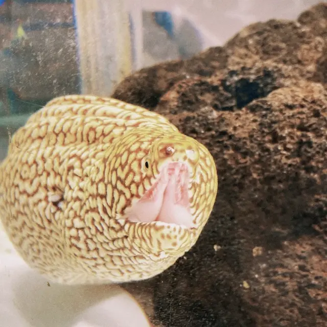 ニフレル
