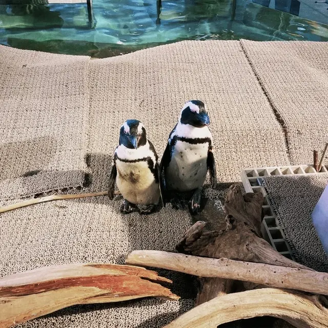 ニフレル