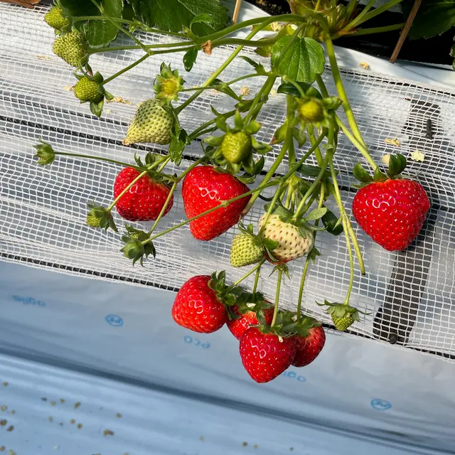 玄農舎・プーさんのいちご園
