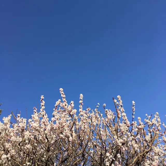 神代植物公園