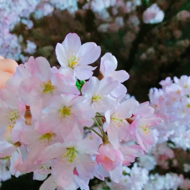 皇居