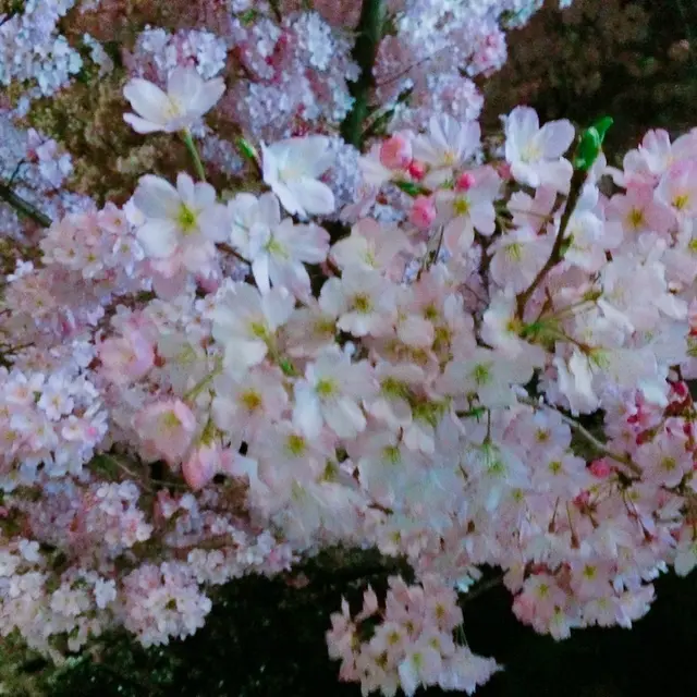 皇居