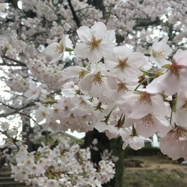 ヨーキーズブランチ （YORKYS BRUNCH）