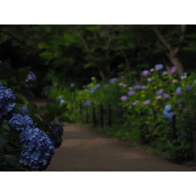 本土寺（あじさい寺）