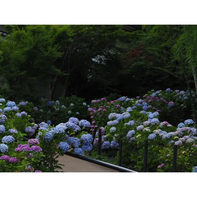本土寺（あじさい寺）