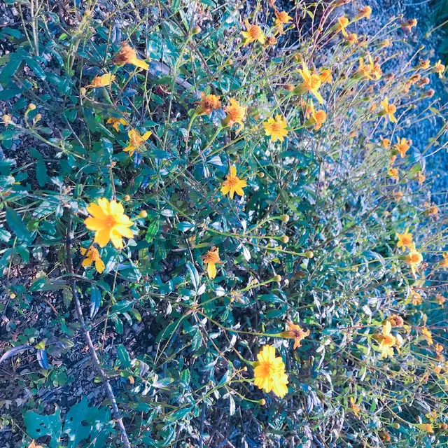 生活の木薬香草園
