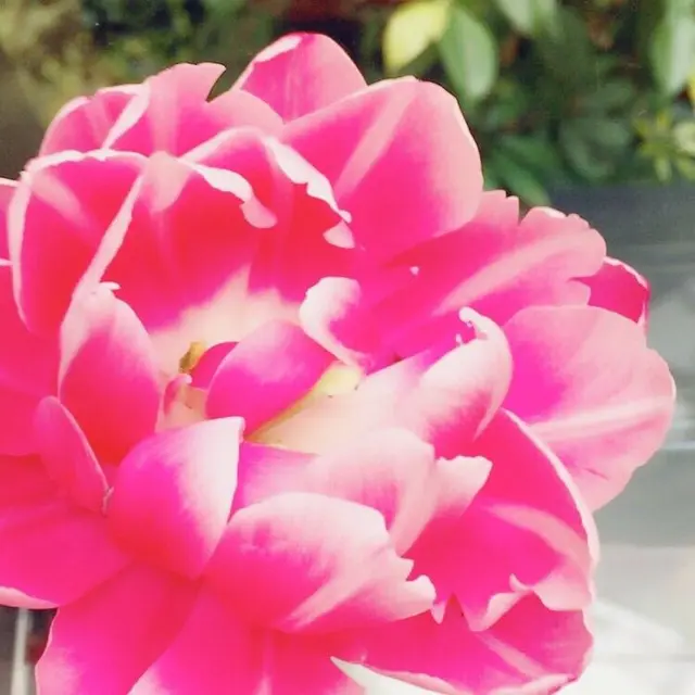 チューリップ四季彩館