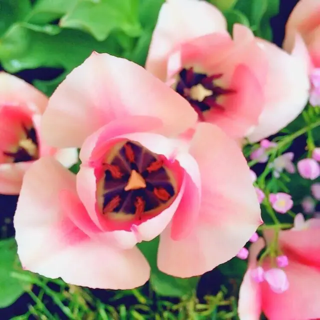 チューリップ四季彩館