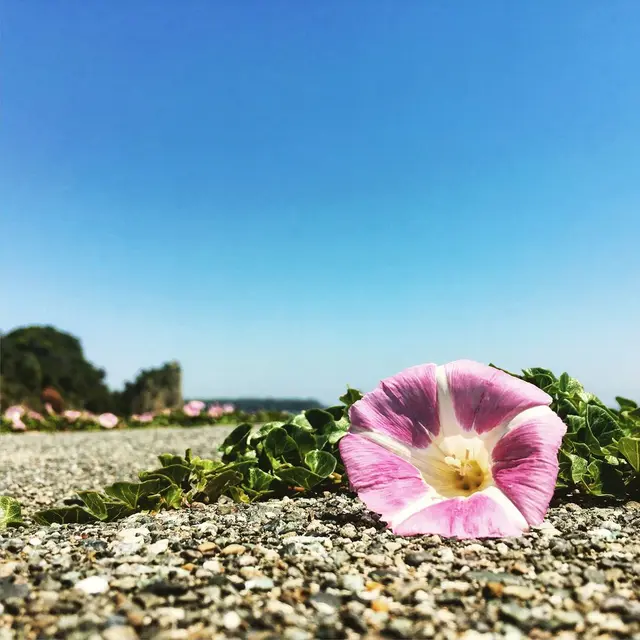 吉佐美大浜海水浴場