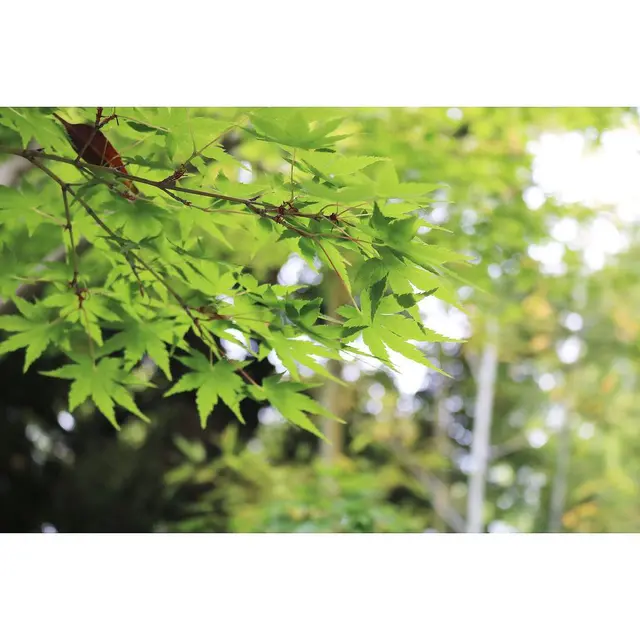 來宮神社