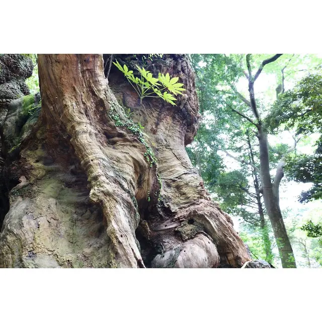 來宮神社