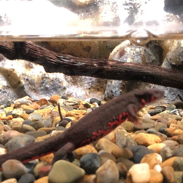 アクア・トトぎふ