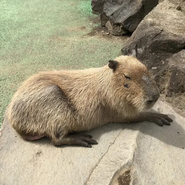 伊豆シャボテン動物公園