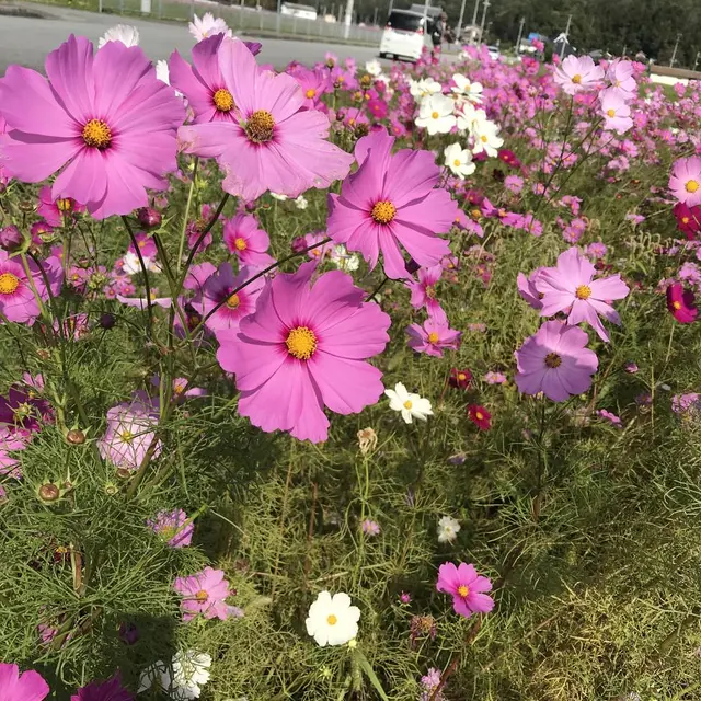 コスモス畑