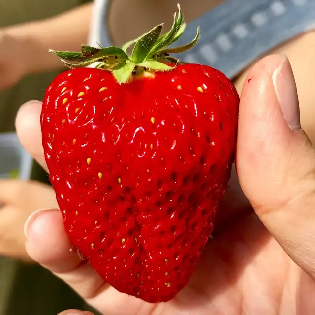 長島農園 - いちご狩り