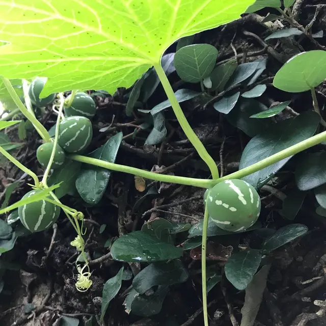 壺屋やちむん通り