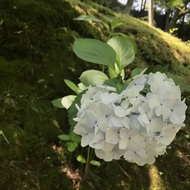 東福寺