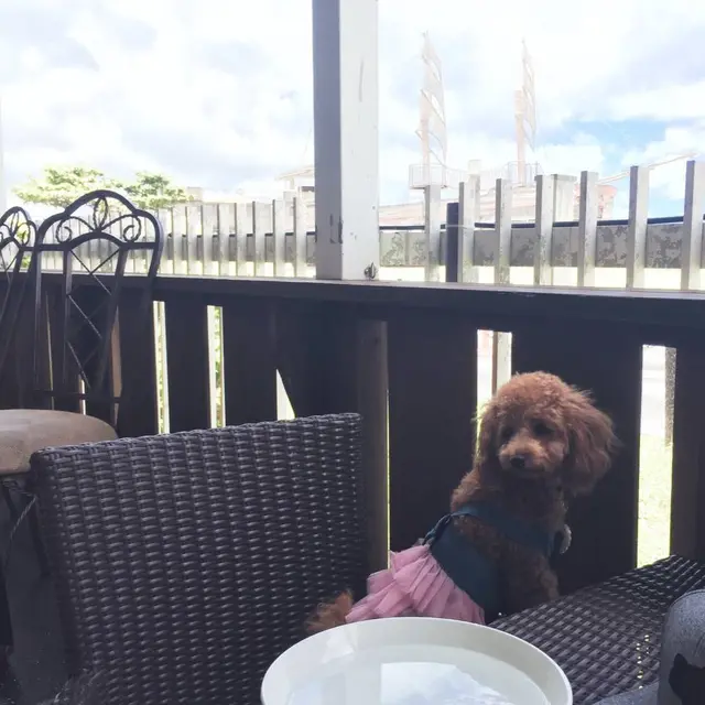 グラパチーナ