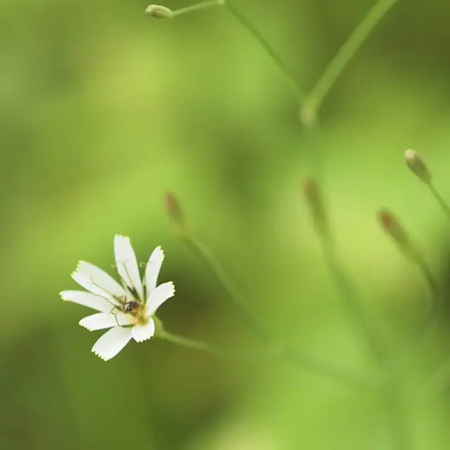 八千穂高原自然園