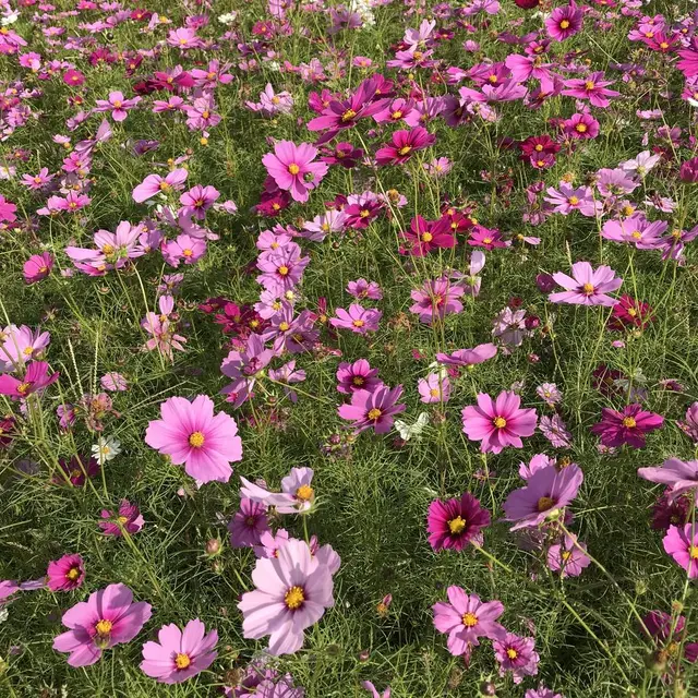 武庫川コスモス園