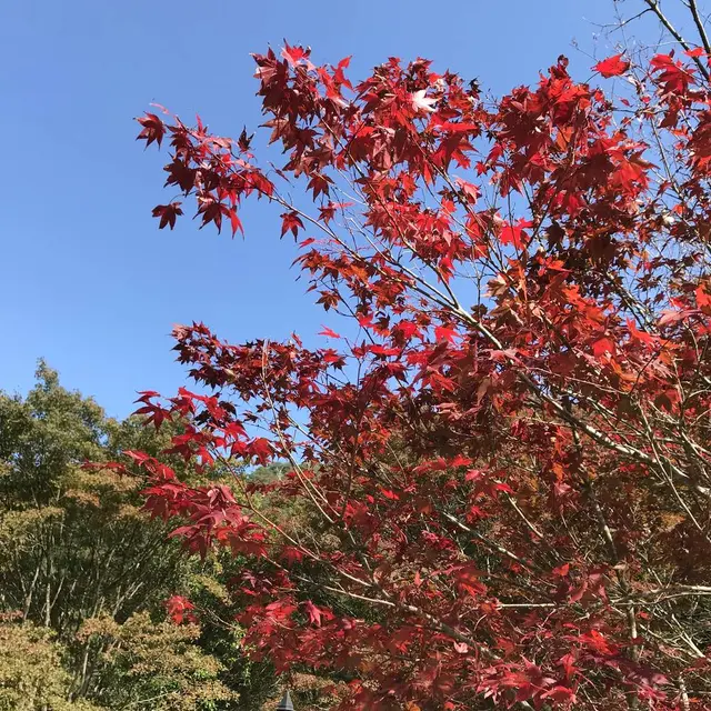 篭坊温泉