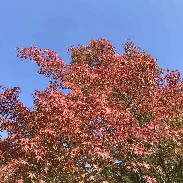 篭坊温泉