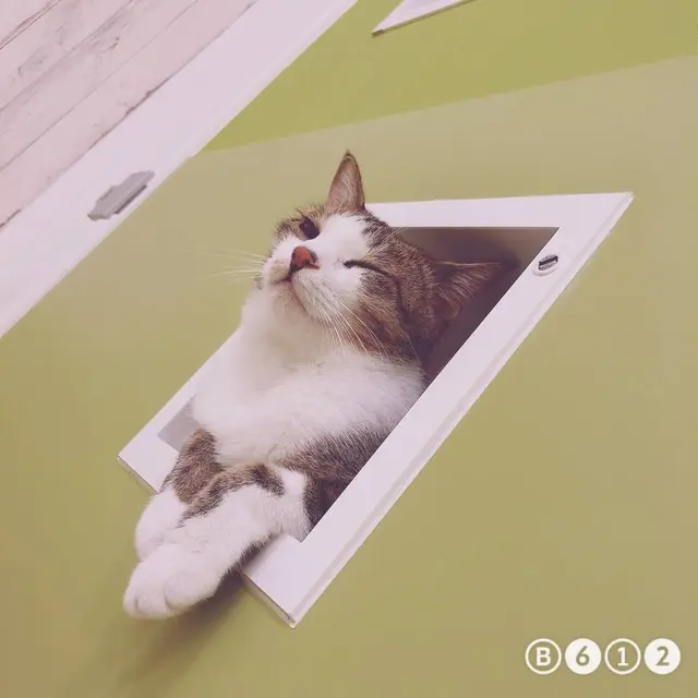 猫カフェ にゃんくる mozo店