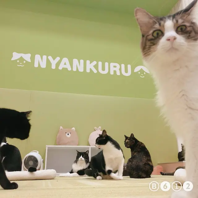猫カフェ にゃんくる mozo店