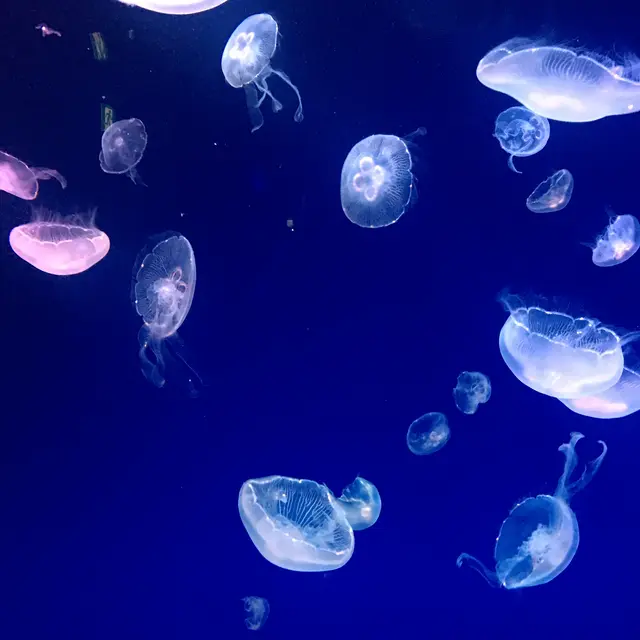 名古屋港水族館