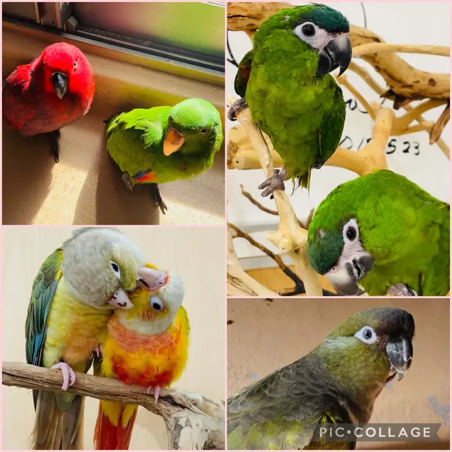 鳥の遊び場 鳥楽園