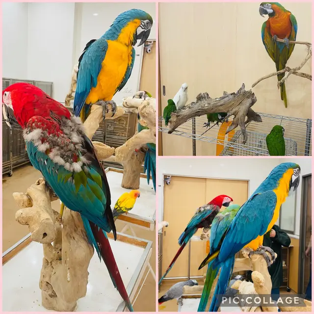 鳥の遊び場 鳥楽園