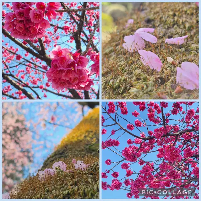 密蔵院