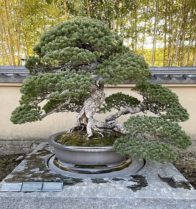 大宮盆栽美術館