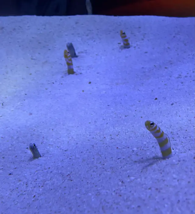 マリンワールド海の中道