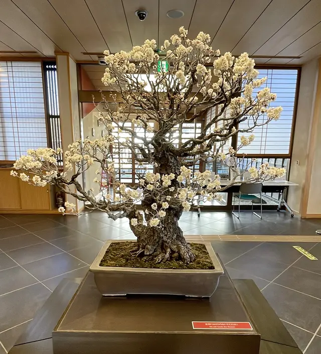 大宮盆栽美術館
