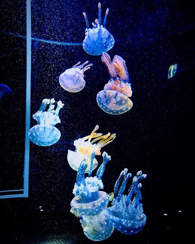 新江ノ島水族館