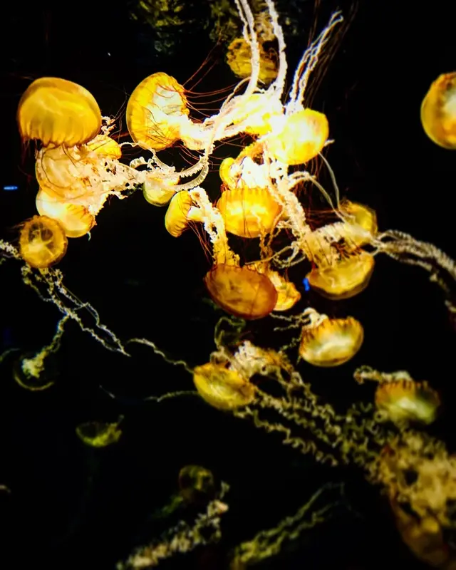 新江ノ島水族館