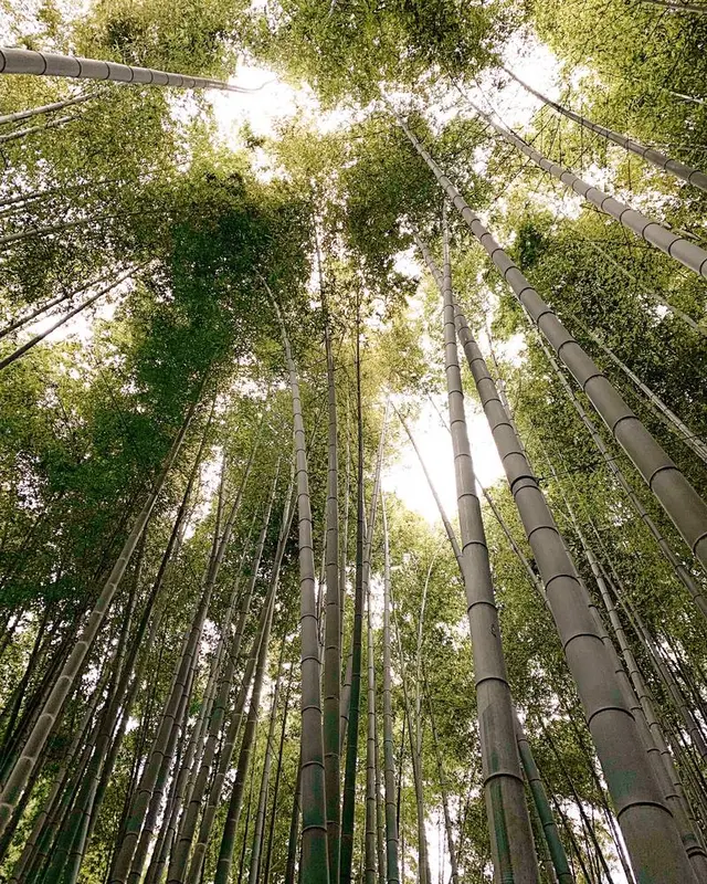 報国寺（竹寺）