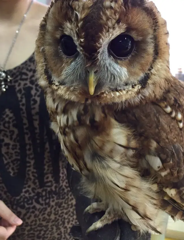 猛禽カフェ ファルコン