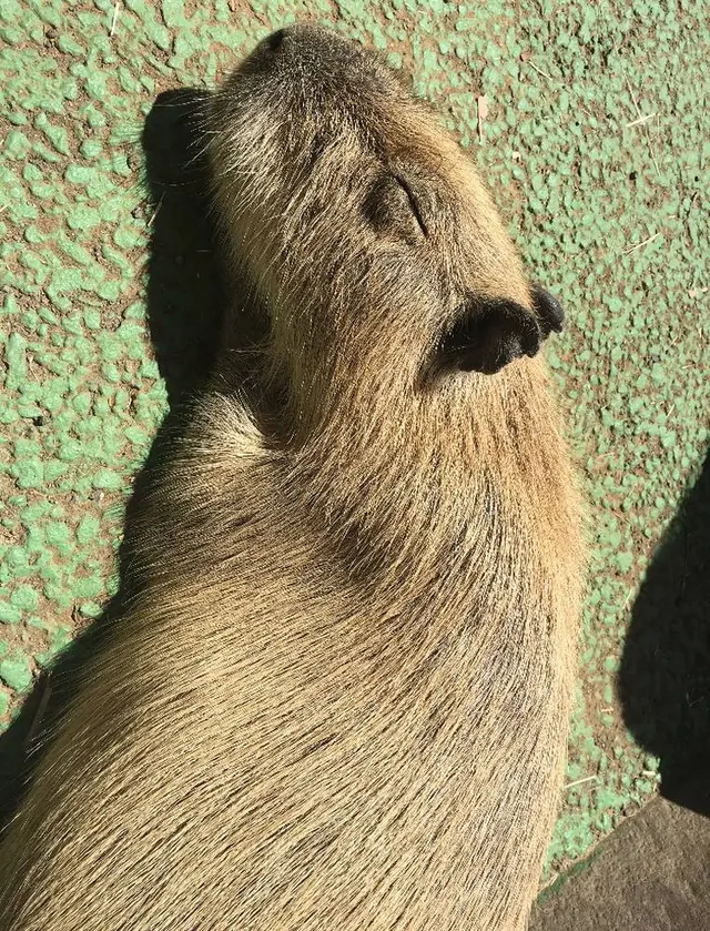 伊豆シャボテン動物公園